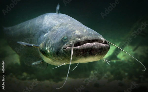 Fototapeta Podwodne zdjęcie suma (Silurus Glanis).