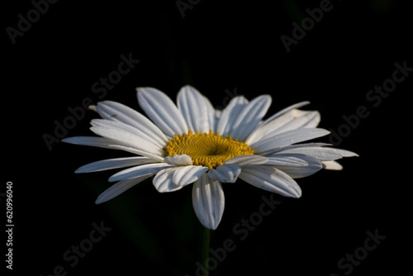 Fototapeta daisy up-close