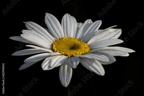 Fototapeta daisy upclose