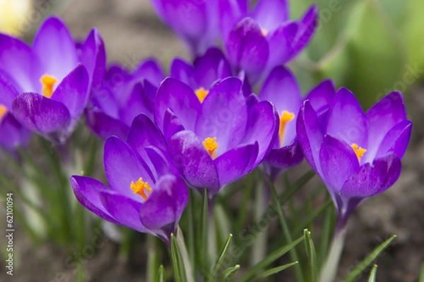 Obraz Crocus flowers