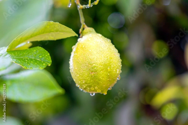 Obraz lemon on tree