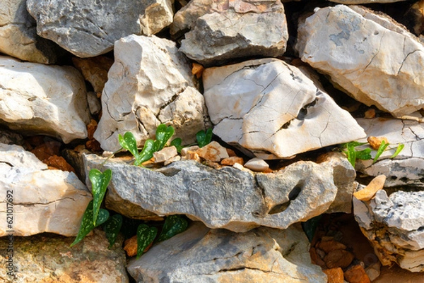 Obraz stone wall with plant