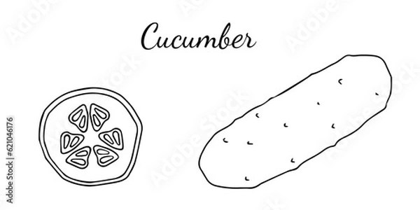 Fototapeta Hand drawn cucumber icon and lettering. Vegetables vector icon in old ink style for brochures, banners, restaurant menu and market.