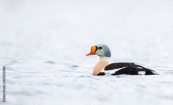Obraz King Eider, Somateria spectabilis