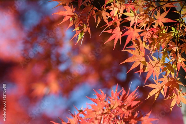 Obraz 筑波山のもみじの紅葉