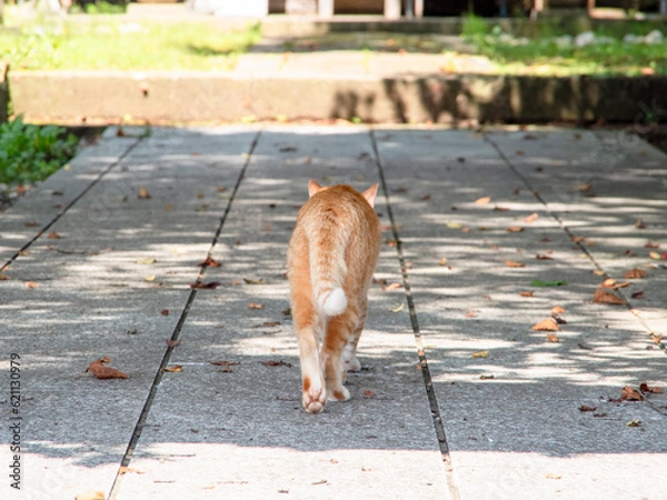 Fototapeta 神社の茶トラ猫 / Tabby Cat Walking in a Shrine