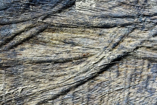 Fototapeta Old dry wood texture brown with cracks for the background.