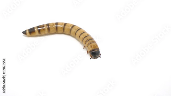 Obraz まるまる太ったジャイアントミルワーム