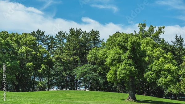 Fototapeta 青空の下のクスノキ 横
