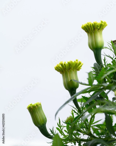 Obraz Marigold Bloom