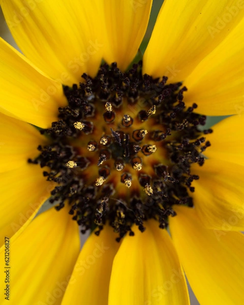 Obraz Sunflower Core