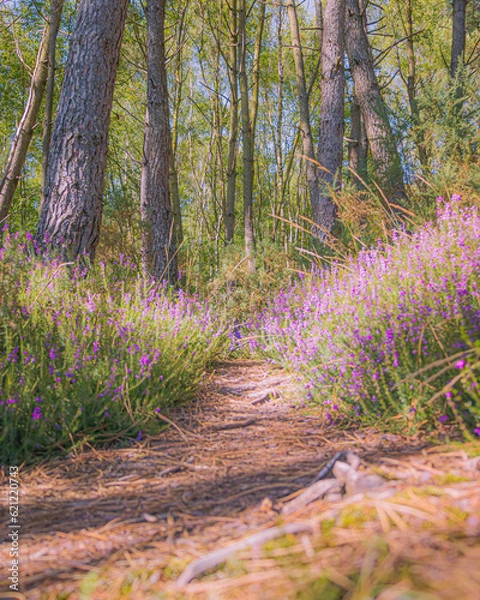 Obraz Merlin's Forest, Brocéliande