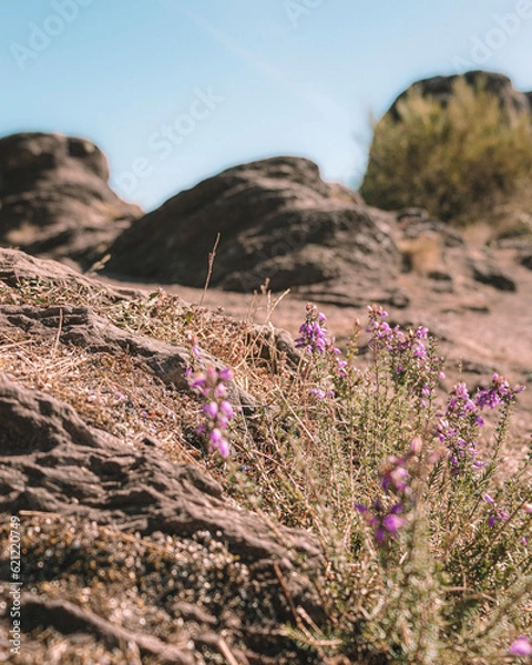 Obraz Merlin's Forest, Brocéliande