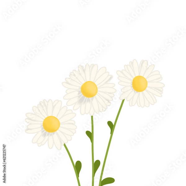 Obraz Daisy flowers