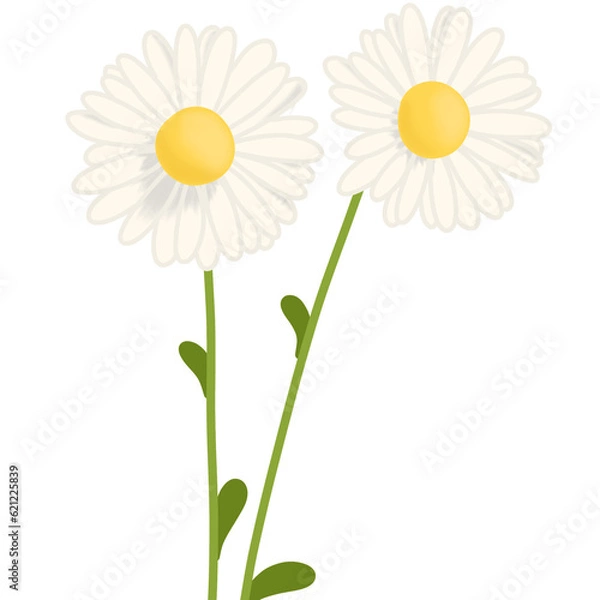 Obraz Daisy flowers