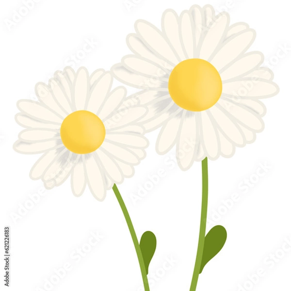 Obraz Daisy flowers