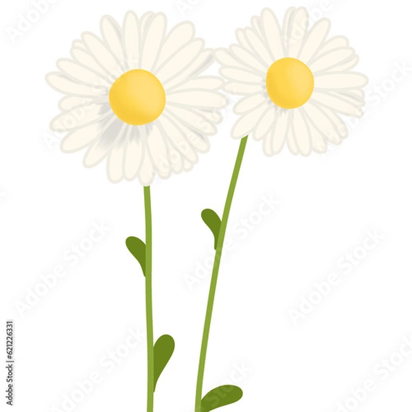 Obraz Daisy flowers