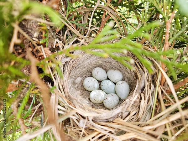 Fototapeta Bird egg laying in the crown of a Thuja tree. Motacilla offspring, nest with eggs	
