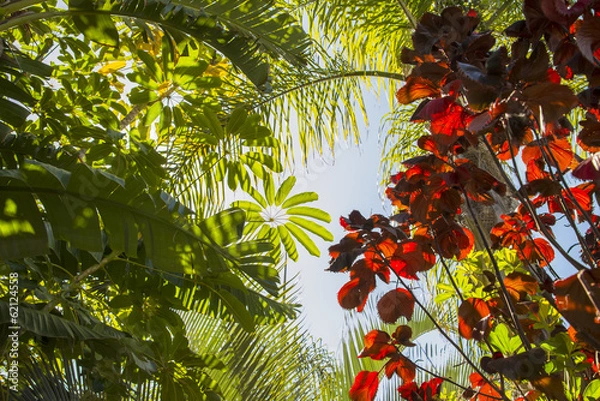 Obraz Dach drzewa dżungli