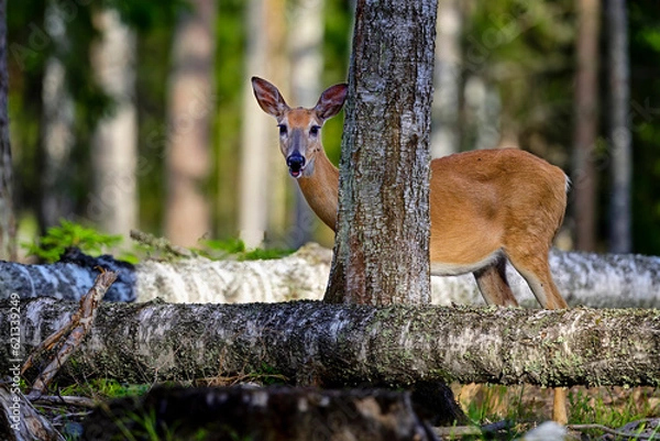 Fototapeta White-tailed deer in the forest at dusk.