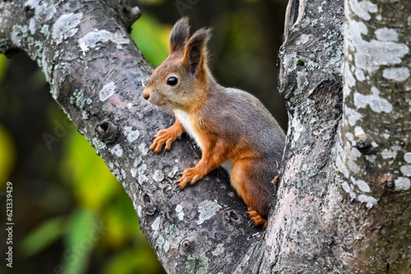 Fototapeta Squirrel