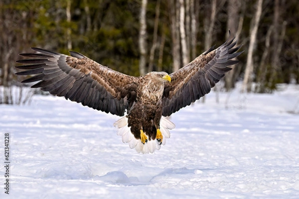Fototapeta White-tailed eagle landing