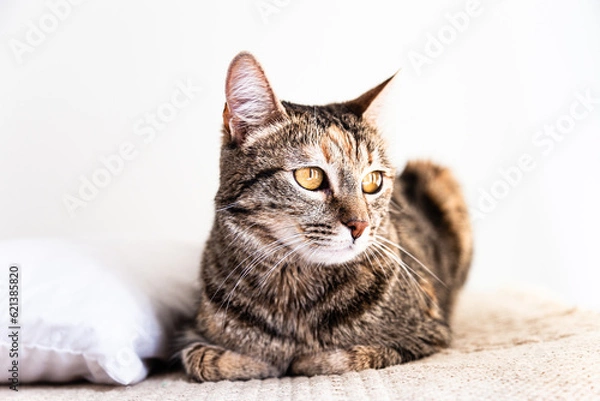 Fototapeta Relaxed Cat