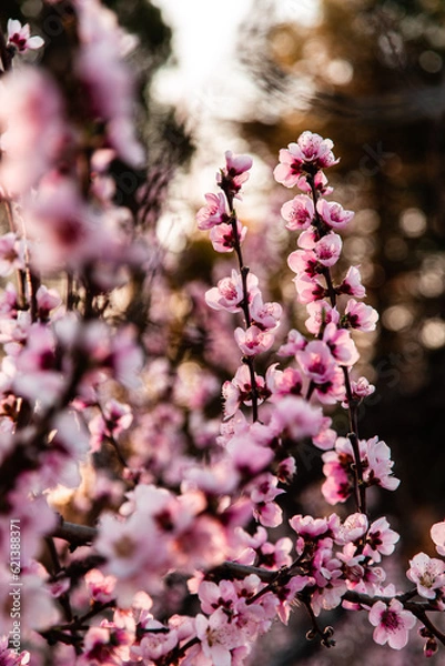 Obraz pink cherry blossoms