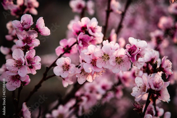 Obraz pink cherry blossom