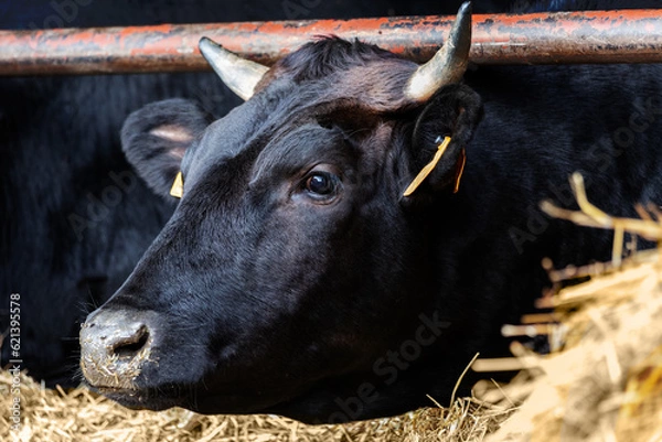 Obraz Portrait of a wagyu cow