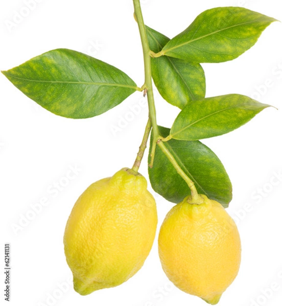 Fototapeta Lemons on a branch