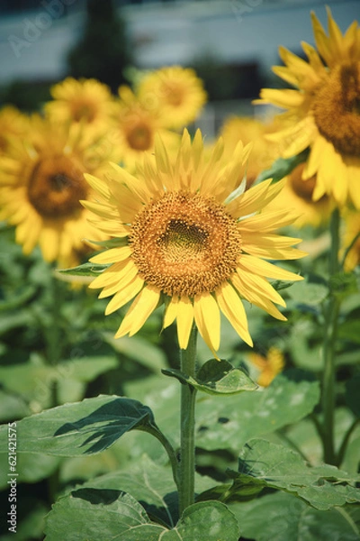 Obraz 長崎県で撮影