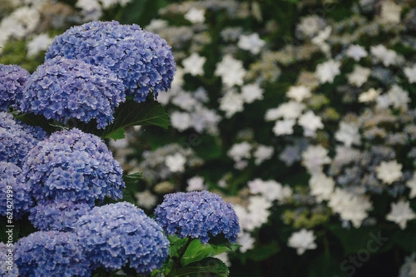 Obraz 長崎県で撮影