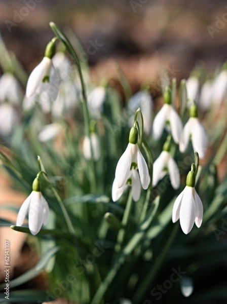 Obraz snowdrop
