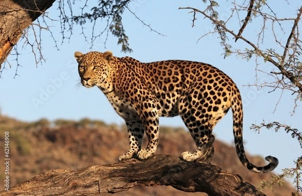 Obraz Leopard auf Baum