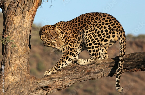 Obraz Leopard auf Baum