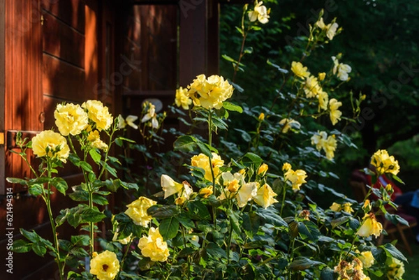Fototapeta Blühende Rosen, gelb