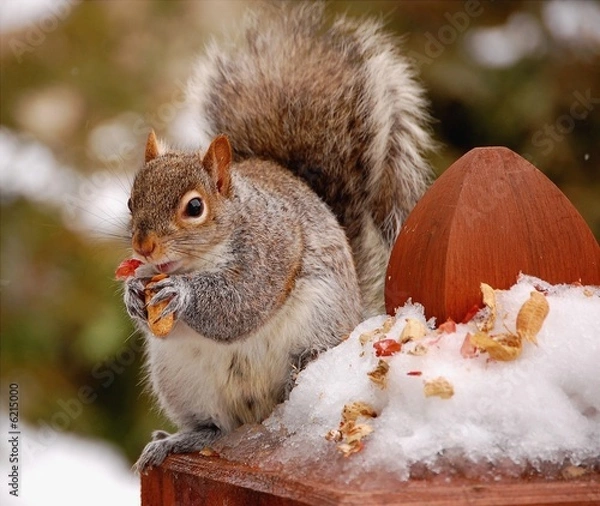 Fototapeta Écureuil 2