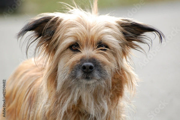 Obraz Berger de Pyrenees Portrait