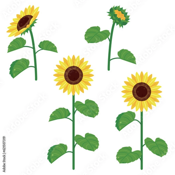 Fototapeta 茎と葉がついたひまわり素材