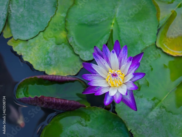Obraz Close-up Purple and White Waterlily