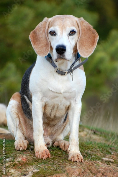Obraz Beagle Portrait