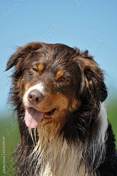 Obraz Australian Shepherd Portrait