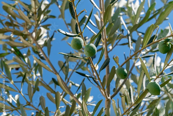 Fototapeta green olives hanging on the branch blurred blue sky in the background