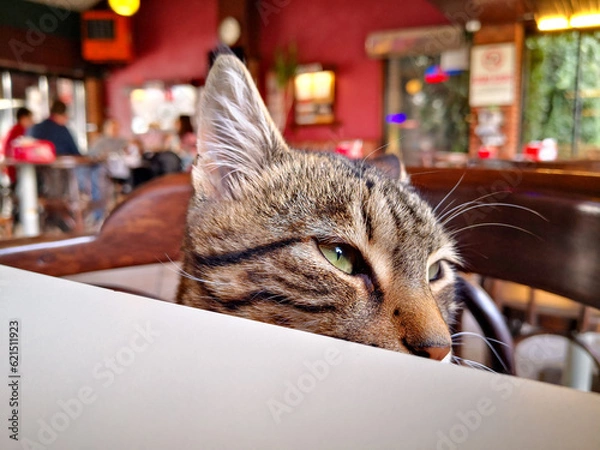 Fototapeta naughty cat with half her face visible behind the table,blurred background