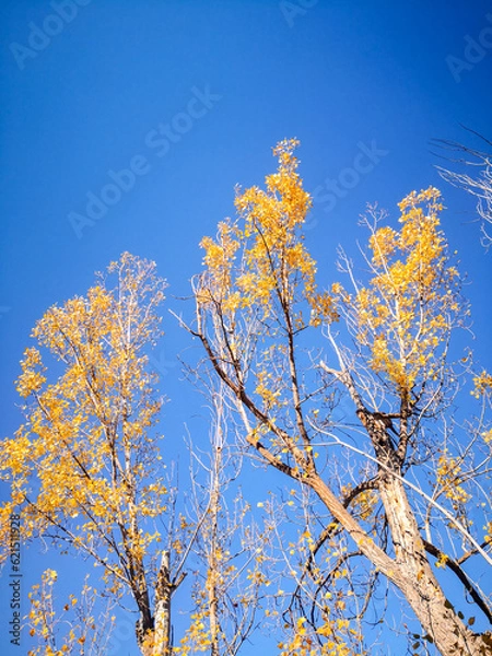 Fototapeta yellowed leaves on dry tree branches