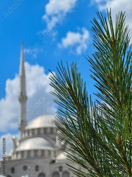 Fototapeta Close-up conifers of pine tree, cloudy blue sky and mosque silhouette on blurred background