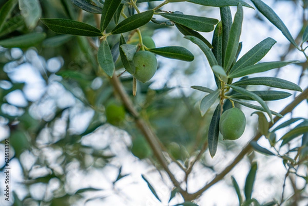 Fototapeta green olives hanging on the branch