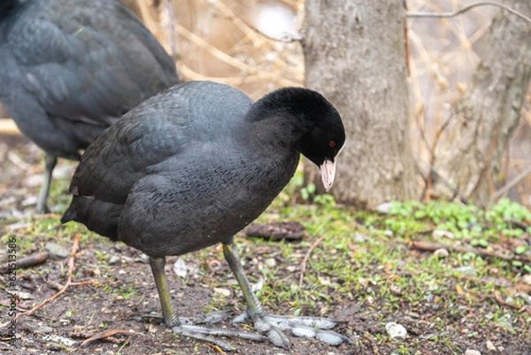Fototapeta little sakarmeke looking for food in the ground on the lake shore