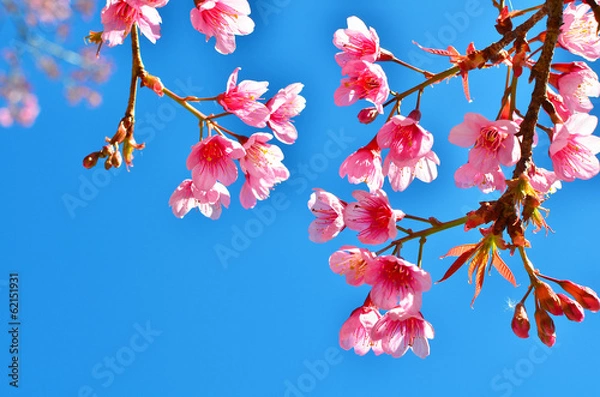 Fototapeta Spring Cherry Blossom